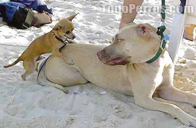 [caopequenocaogrd_zorate.bmp]