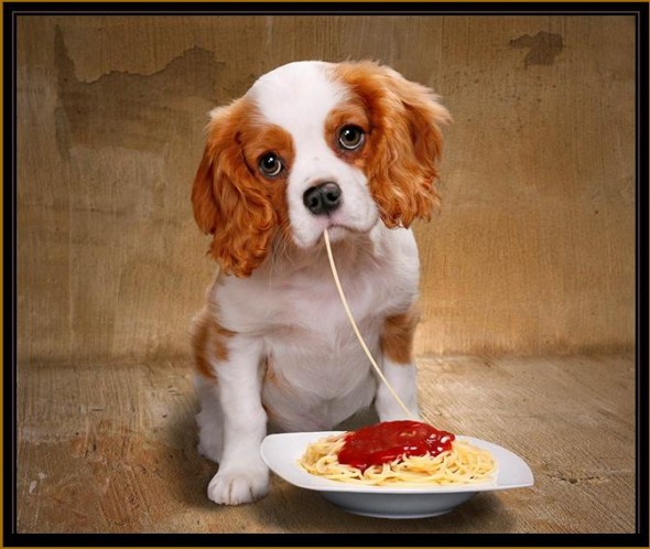 [cao_esparguete_zorate.jpg]