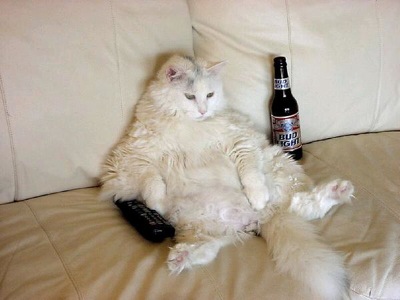 laid back cat lazy beer