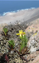 Ecosistema: Oasis de Niebla Costera