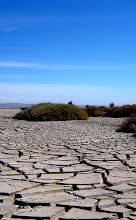 Ecosistema: Pampa del Tamarugal