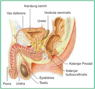 Selain menghasilkan sel sperma, testis juga berfungsi sebagai tempat pembentukan hormon ….