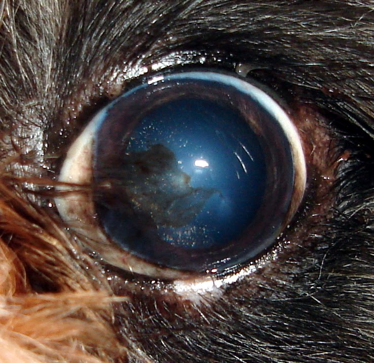 Fábio Pina Oftalmologia Veterinária Ceratite Pigmentar Fábio Pina Oftalmologia Veterinária Ceratite Pigmentar