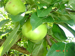 Härliga äpplen