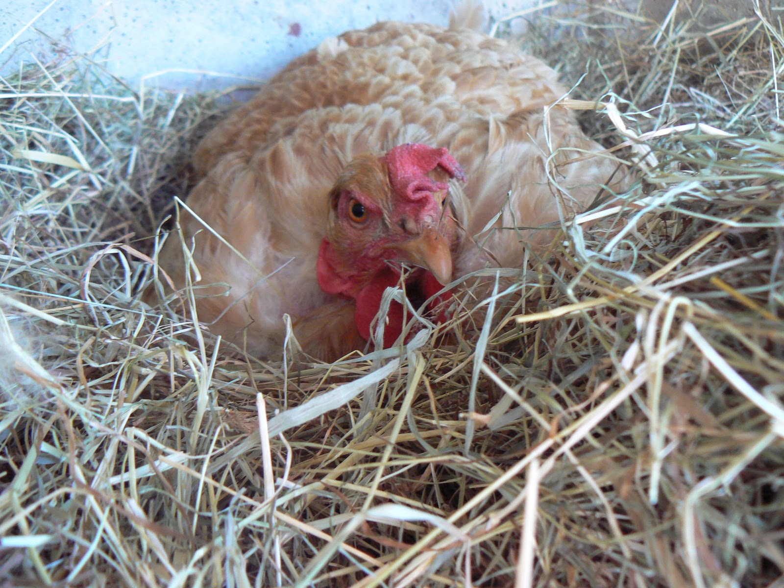 Les yeux, les pieds sur Gaïa poule qui couve