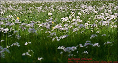 blumenwiese mitten inne beisen