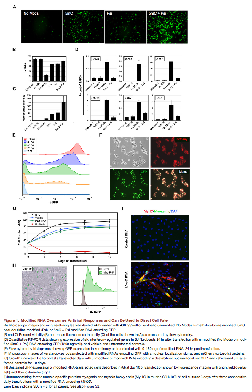BE115's Tissue Engineering Blog: Highly Efficient Reprogramming to ...