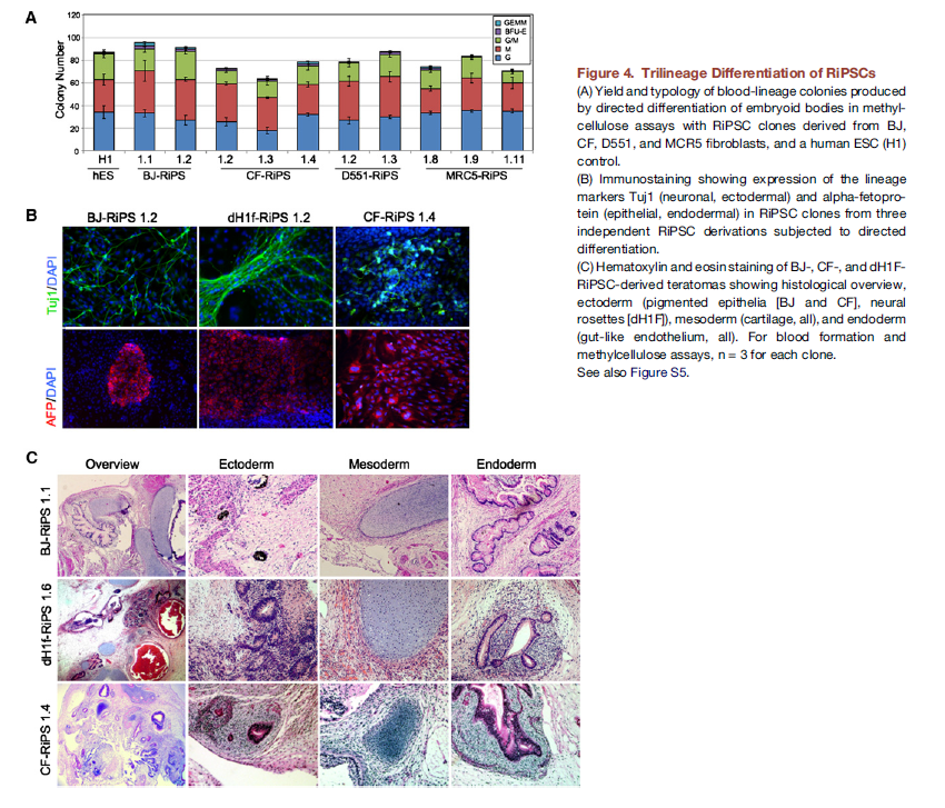 BE115's Tissue Engineering Blog: Highly Efficient Reprogramming to ...