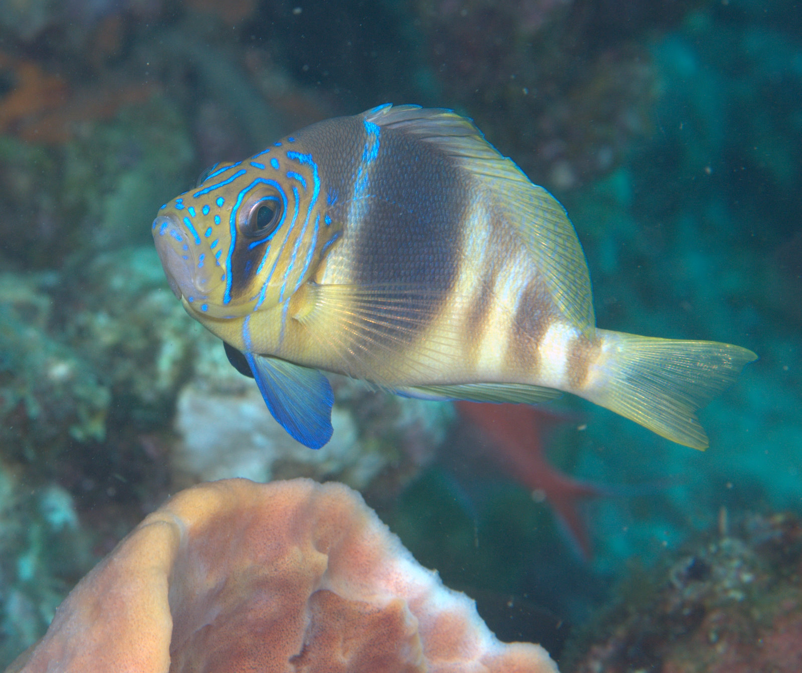 under pressure world: Barred Hamlet- Dominica