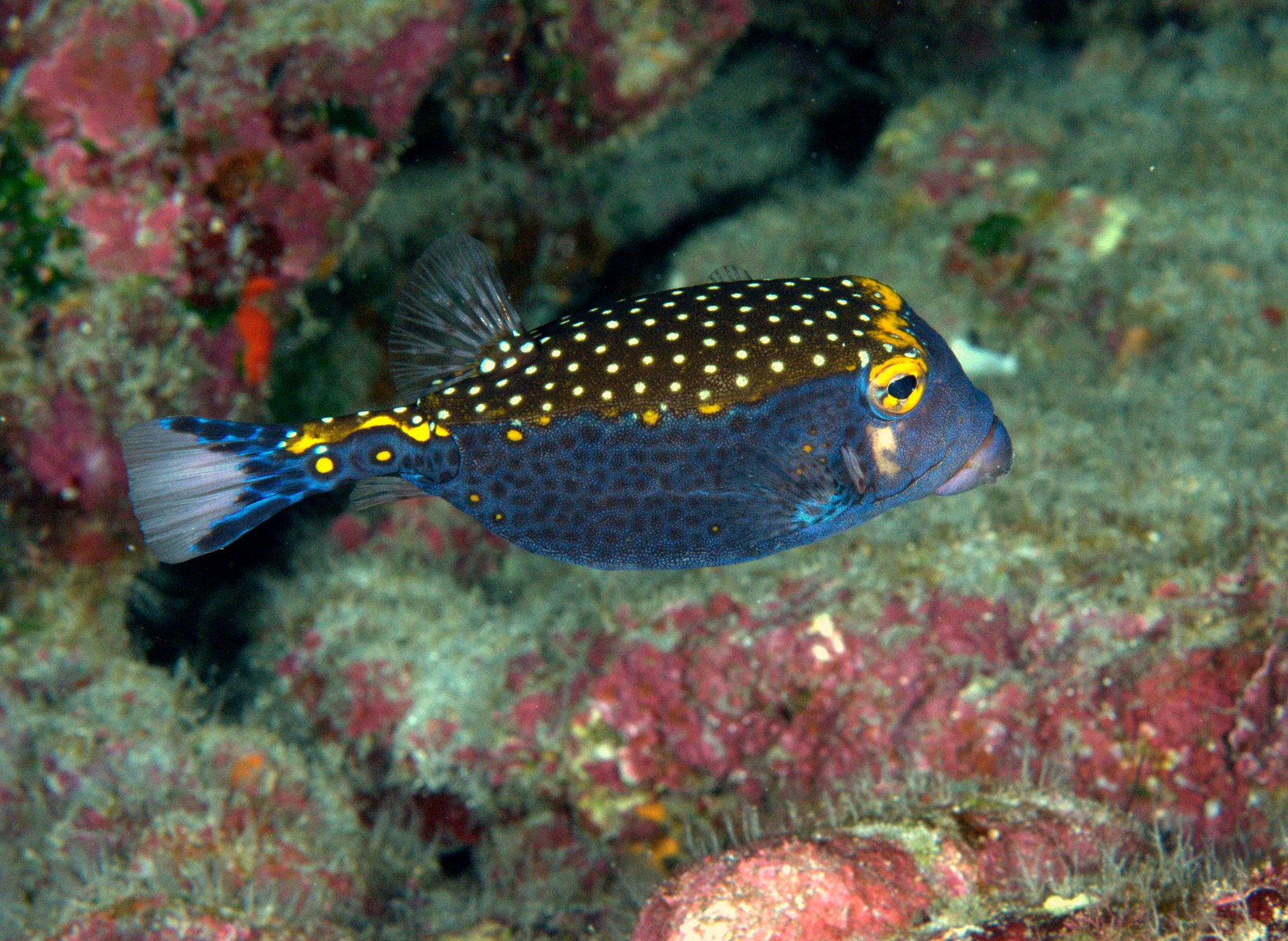 under pressure world: Spotted Boxfish, male- Kona, HI