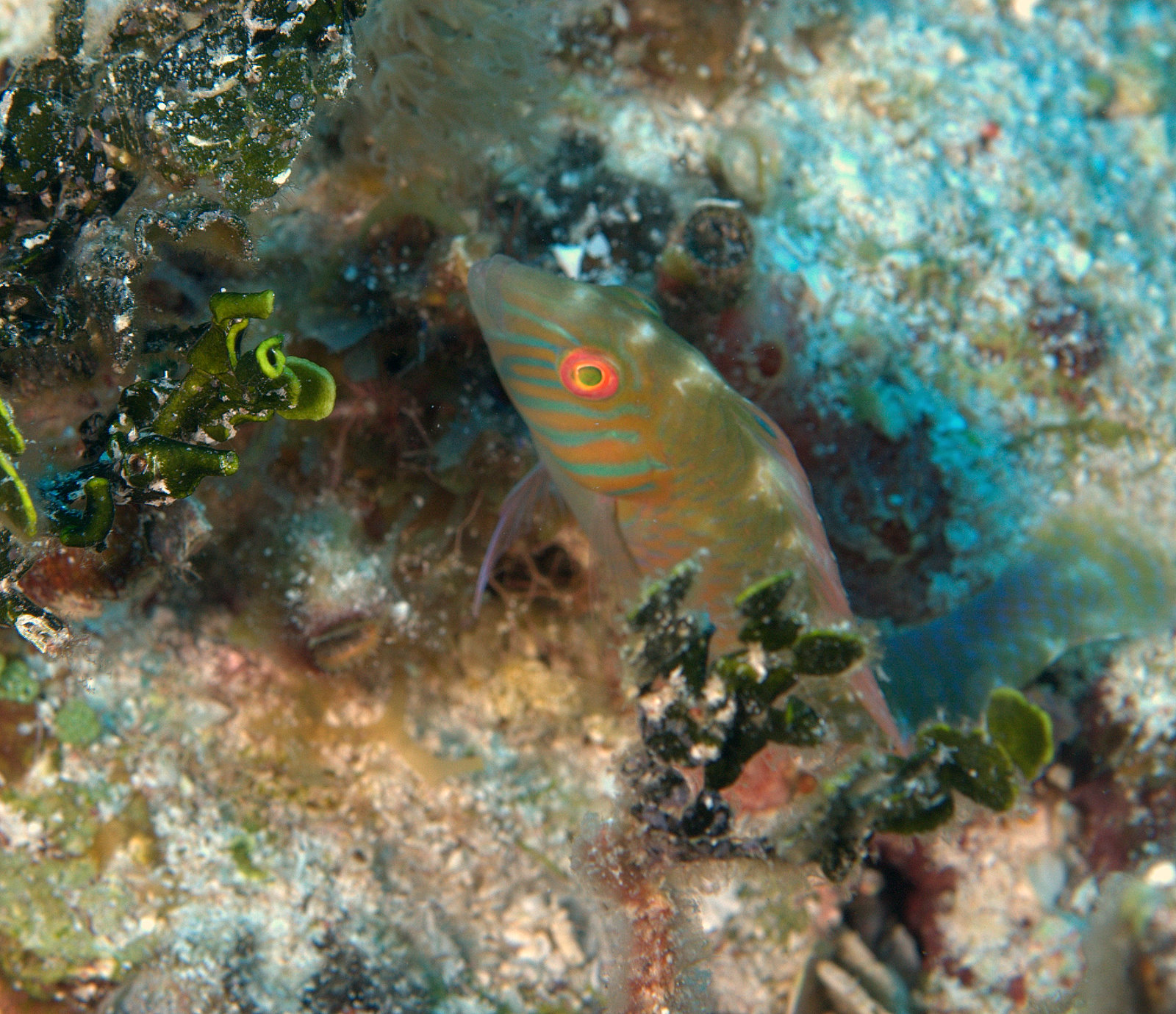 under pressure world: Green Razorfish- Yucatan Pen., MX