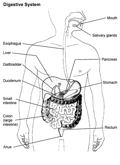 Digestive System-Organs BY Maria Fernanda Vargas | Science Department ...