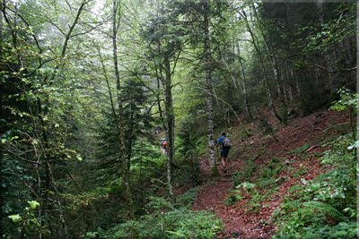 Ascenso por el bosque