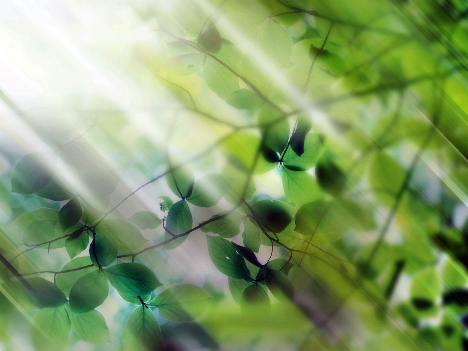 [Radiant+Wallpapers+Collection+13.jpg]