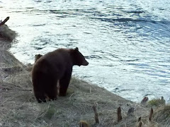 Cinnamon Black Bear