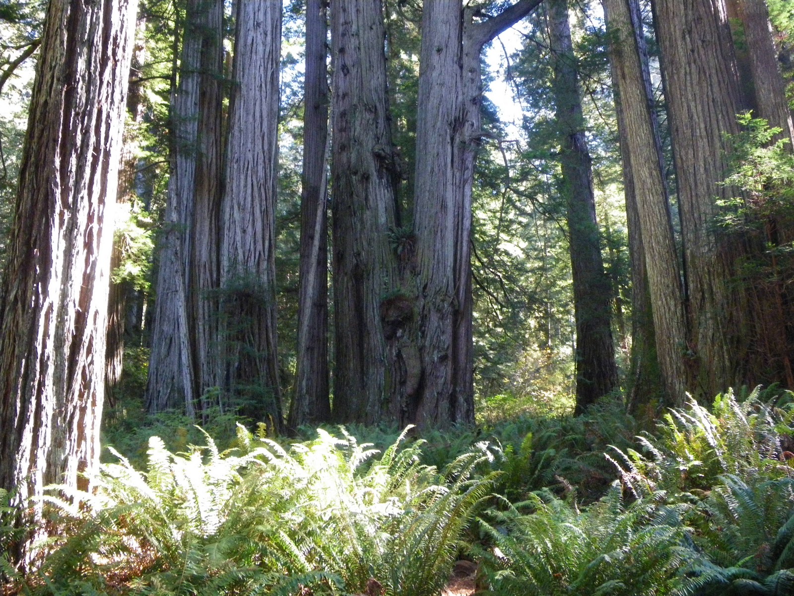 Alaska Kiwi Wednesday October 20th (A day in the Redwoods)