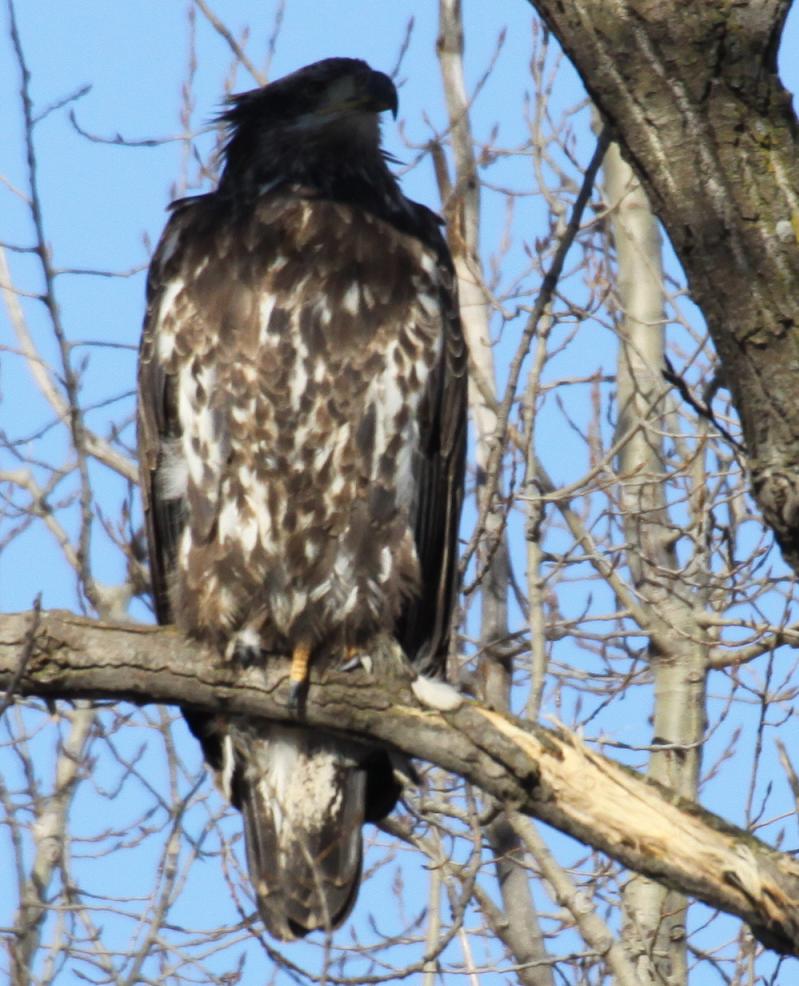 Michigan Exposures More Pictures of the Eagles....