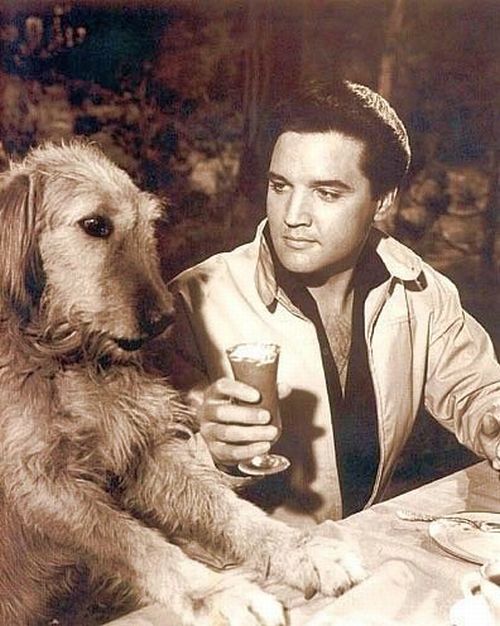 Elvis Rabies Is the Moon made of Green Cheese? What's your view? - General Chat ...