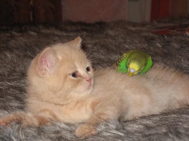 bird-and-cat-friend-12.jpg