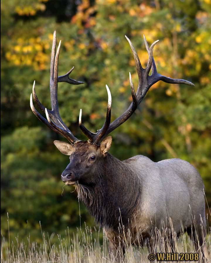 Pennsylvania Wildlife Photographer PGC Releases Elk Hunt Results 100