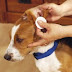 HOW TO TREAT EAR INFECTIONS IN DOGS AND CATS