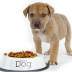 WHAT IS THE BEST DOG FOOD TO FEED A DOG WITH ALLERGIES?