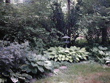 Lots Of Hostas