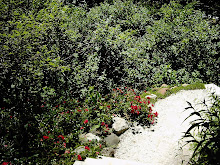 Roses Along The Path