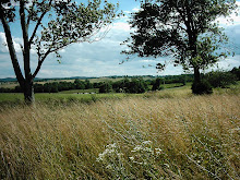 Meadow Grasses