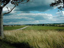 Grasses In The Wind