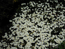 A Carpet Of White
