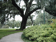 Live Oak and Moss