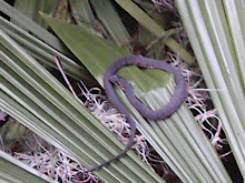 Snake on a Frond