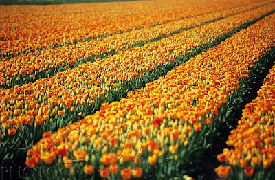 tulip_fields_05.jpg