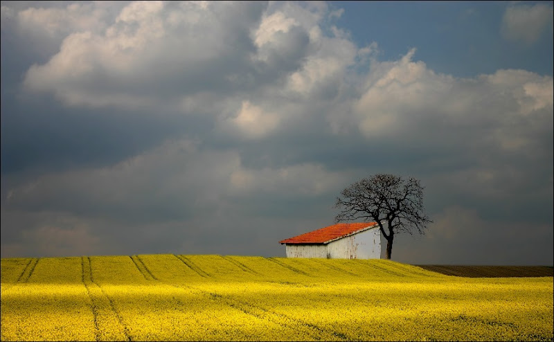      wheat_field_08.jpg