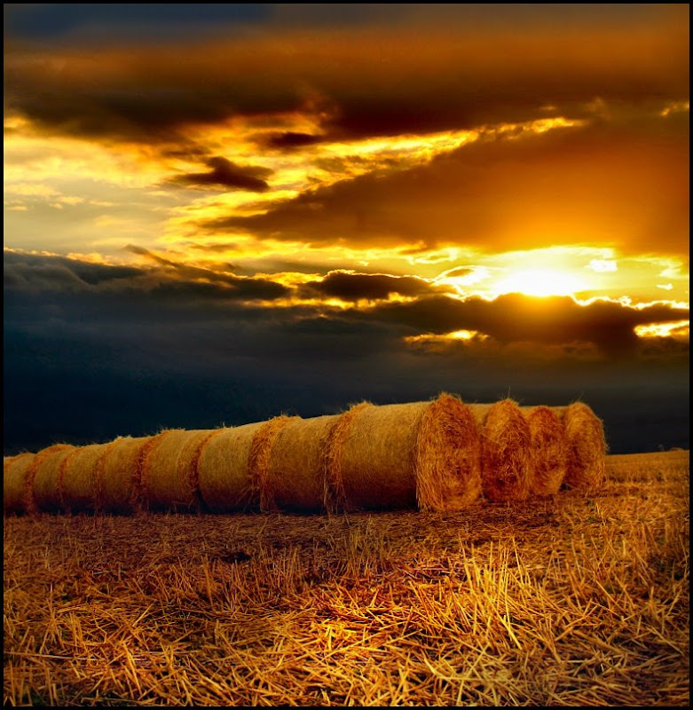 Пшеничные поля... 