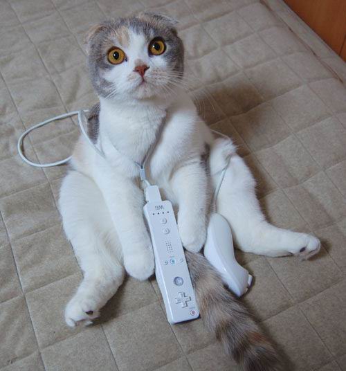Cat and Wii by plynoi from flickr (CC-NC)