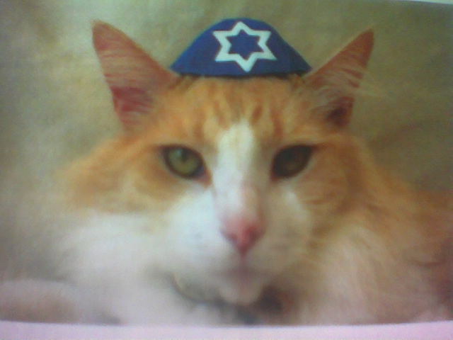 jewish cat by Shira Golding from flickr (CC-NC)