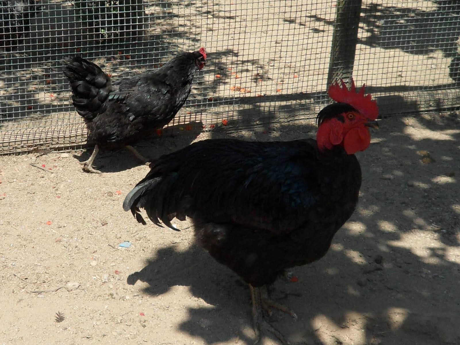 o lugar nunca pensei... GALINHAS com pedigree o lugar nunca pensei... GALINHAS com pedigree