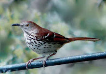 Brown thrasher