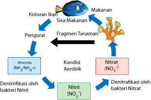 Mukhlas_Aquaculture: Siklus Nitrogen