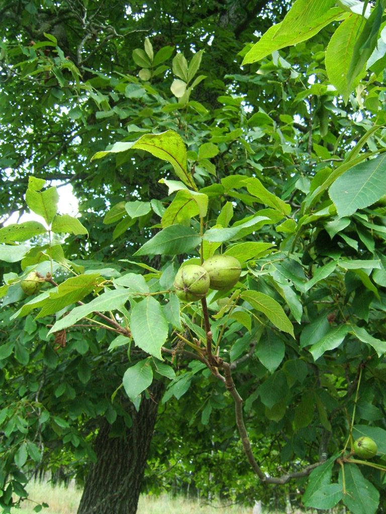 Ruthlynn's World Hickory Nut Tree