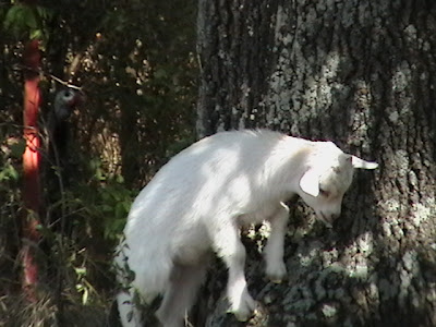 Восточный гороскоп совместимости. Год козы гороскоп. Коза рисунок. Зодиак коза. Совместить знаков зодиаков.