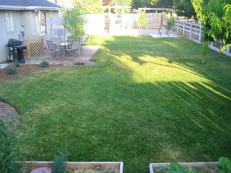 Manicured Back Yard