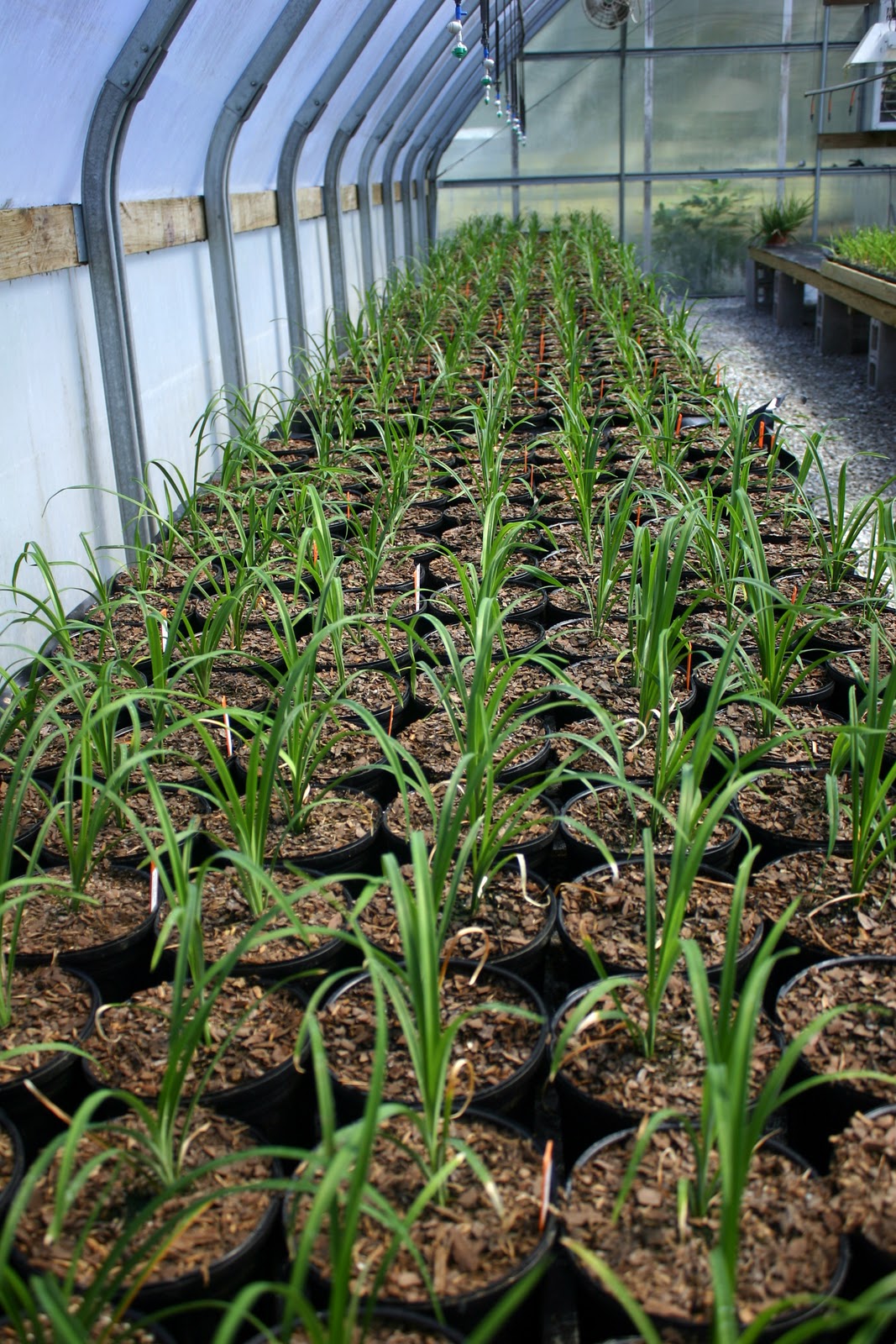 Lee's Daylily Potpourri Greenhouse seedlings