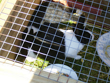 BUNNIES!