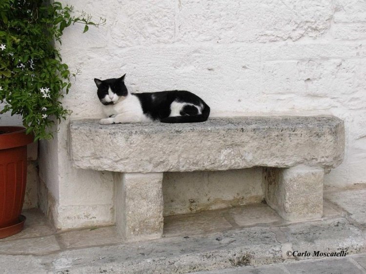 [gato+Silvestre+cansadinho+-+Carlo+Moscatelli+-+]