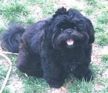 My Fur Baby Coco