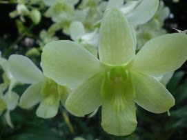 Orchid