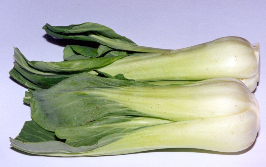 [bokchoy2.jpg]